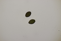 Podospora pleiospora