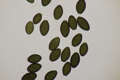 Podospora pleiospora