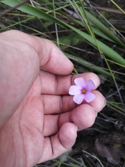 Oxalis livida