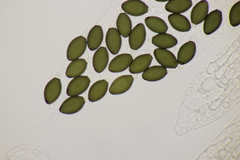 Podospora pleiospora