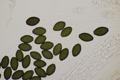 Podospora pleiospora