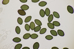 Podospora pleiospora
