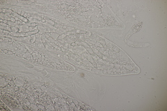 Podospora pleiospora