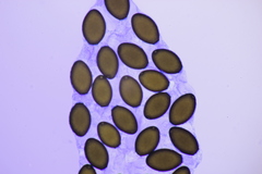 Podospora pleiospora