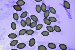 Podospora pleiospora
