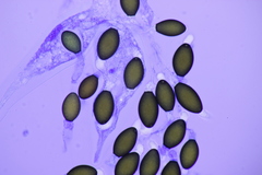 Podospora pleiospora