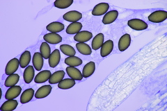 Podospora pleiospora
