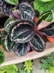 Goeppertia roseopicta