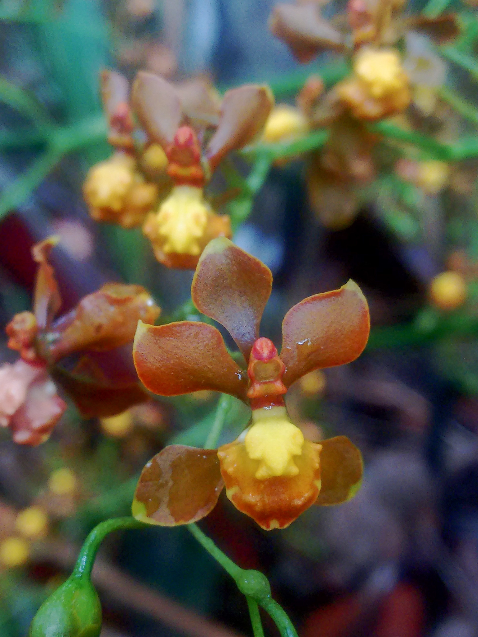 Cyrtochilum porrigens (Rchb.f.) Kraenzl.
