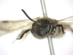 Andrena