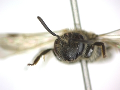 Andrena