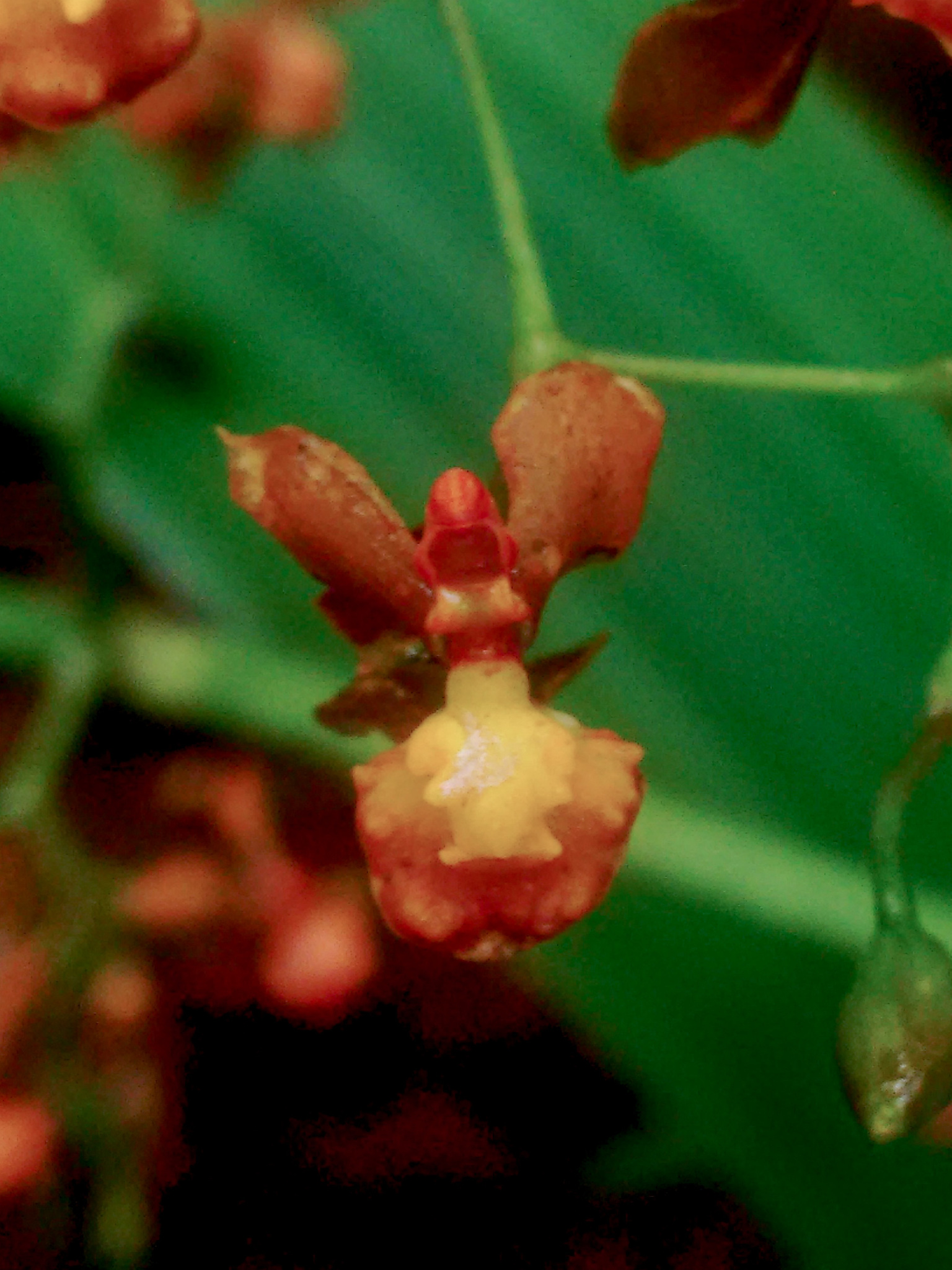 Cyrtochilum porrigens (Rchb.f.) Kraenzl. 2