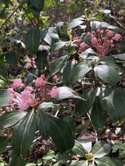 Kalmia latifolia