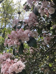 Kalmia latifolia