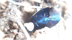 Canthophorus melanopterus