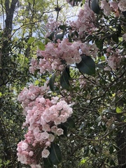 Kalmia latifolia