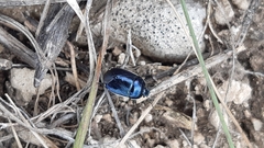 Canthophorus melanopterus