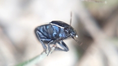 Canthophorus melanopterus