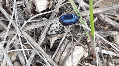 Canthophorus melanopterus