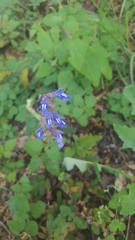Salvia prunelloides