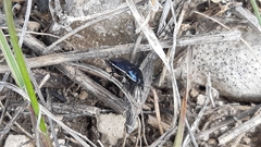 Canthophorus melanopterus