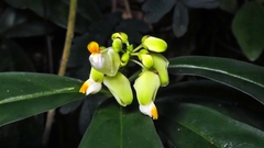 Caamembeca salicifolia