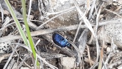 Canthophorus melanopterus