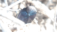 Canthophorus melanopterus