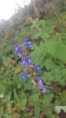 Salvia prunelloides