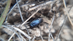 Canthophorus melanopterus