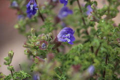 Salvia dentata