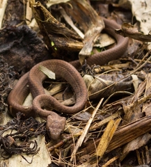 Dipsas sanctijoannis