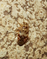 Tropidosteptes quercicola