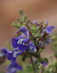 Salvia dentata