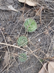 Orostachys malacophylla