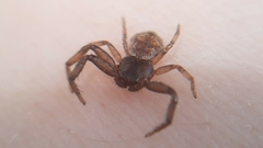Coriarachne depressa