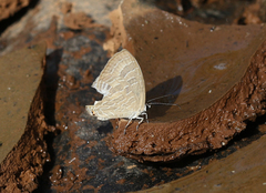 Jamides celeno celeno