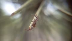 Coriarachne depressa
