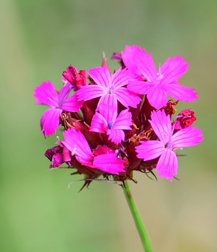 Dianthus cruentus, photograph 2