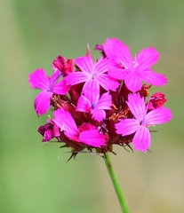 Dianthus cruentus