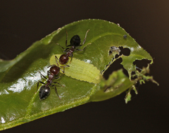 Jamides celeno celeno