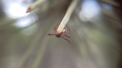 Coriarachne depressa