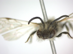 Andrena