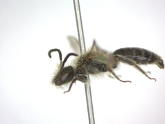 Andrena