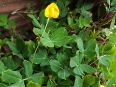 Arachis repens