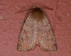 Orthosia rubescens