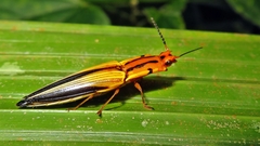 Semiotus