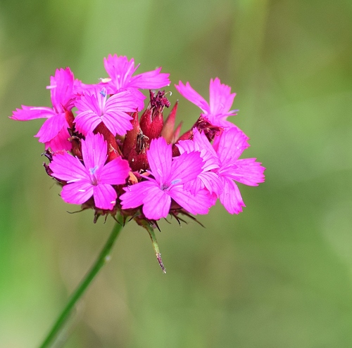 Blood Pink (Dianthus cruentus)