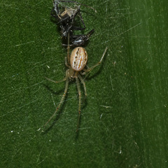 Enoplognatha molesta