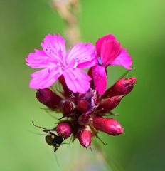 Dianthus cruentus